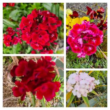 Dianthus barbatus