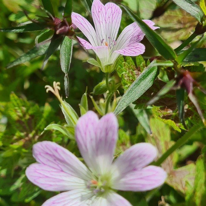 plant image 1593270 plant image 1593270