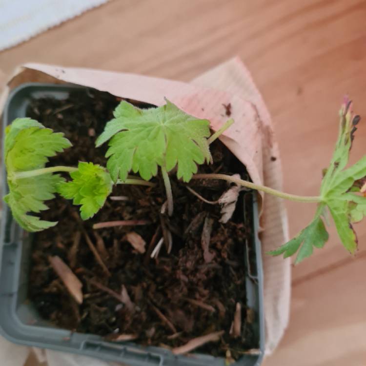 Plant image Geranium 'Dragon Heart'