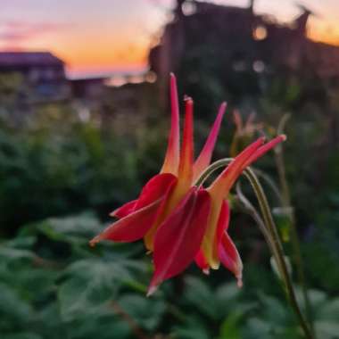 Aquilegia