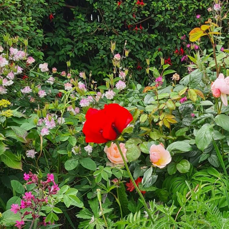 plant image 1597027