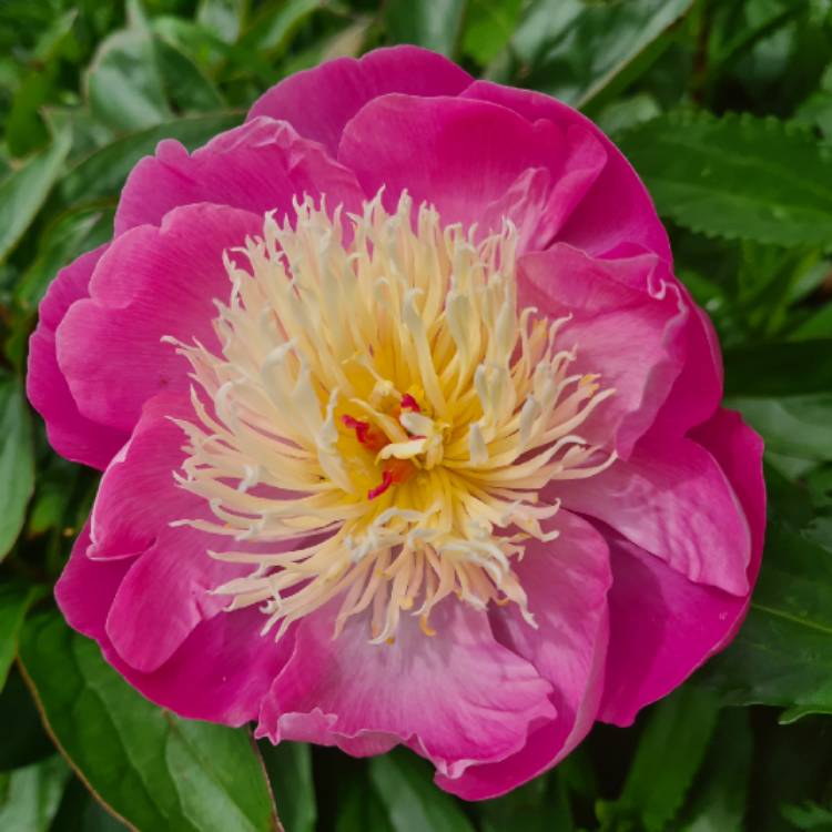 plant image 1597028 plant image 1597028