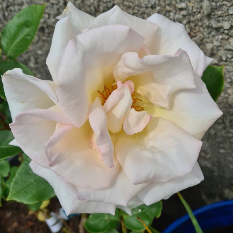 plant image 1597032 plant image 1597032