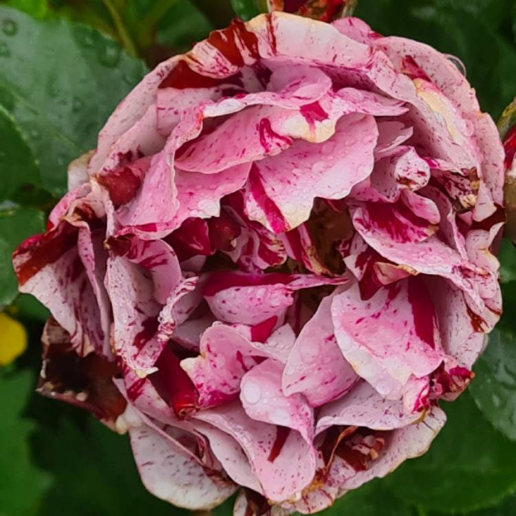 plant image 1598528