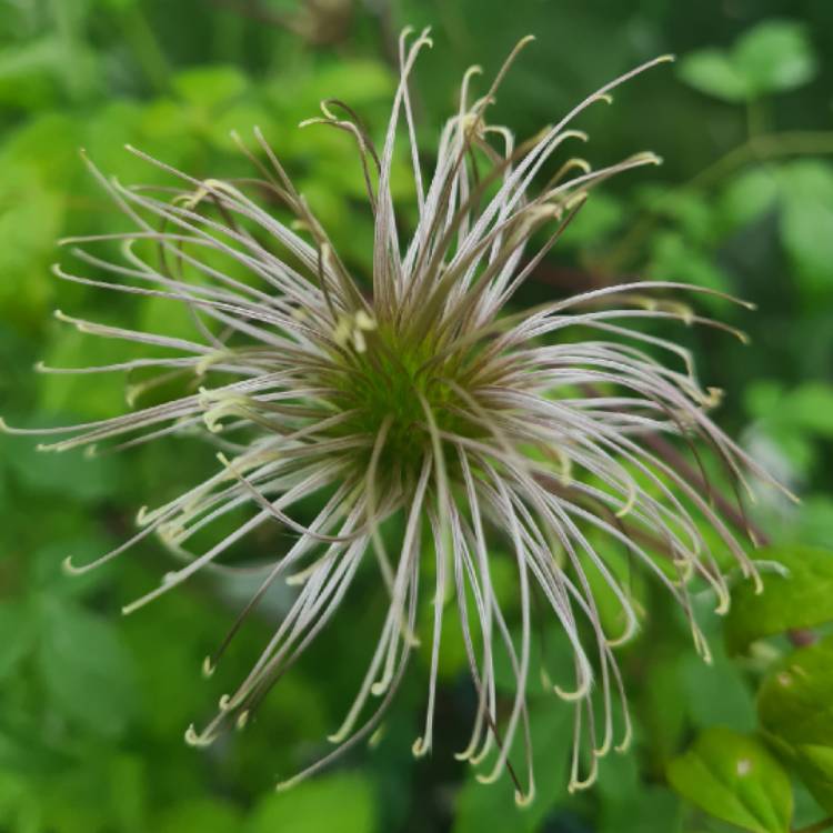 plant image 1599881