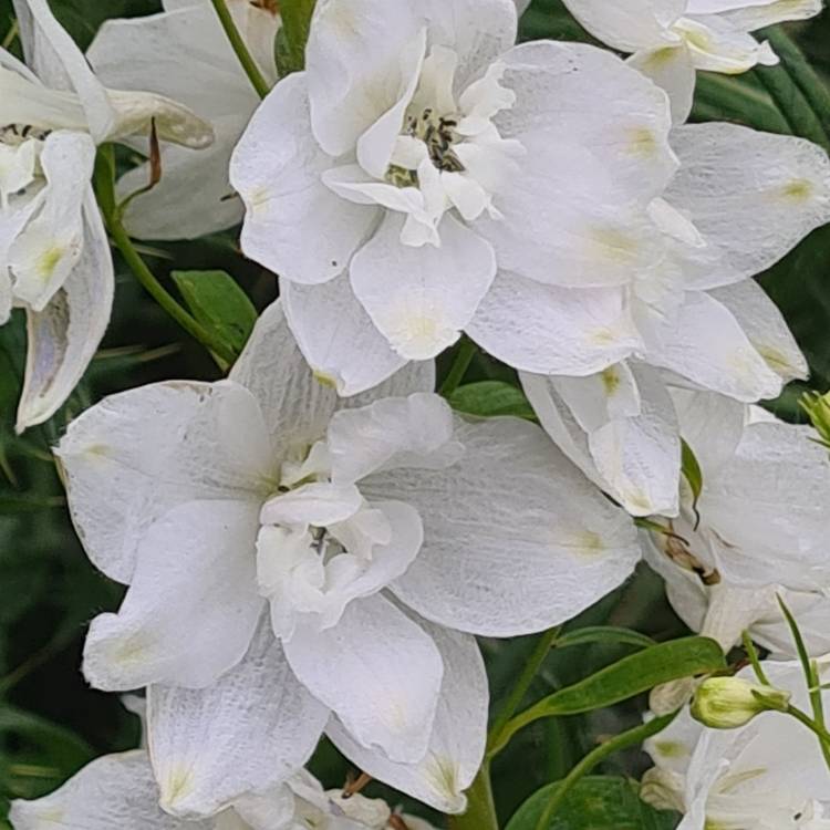 Plant image Delphinium 'Excalibur Pure White'