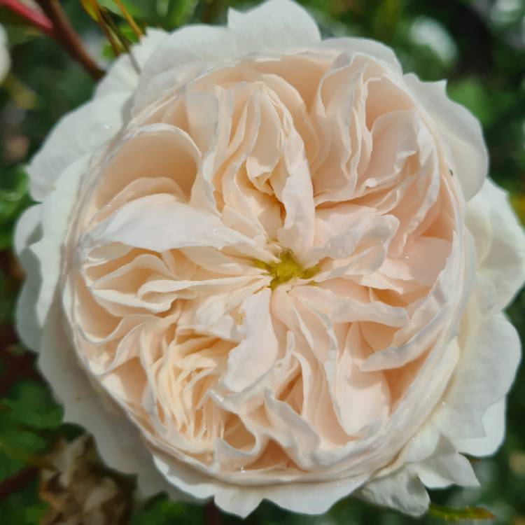 plant image 1604191