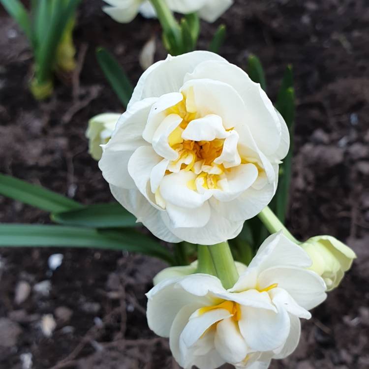 plant image 982173