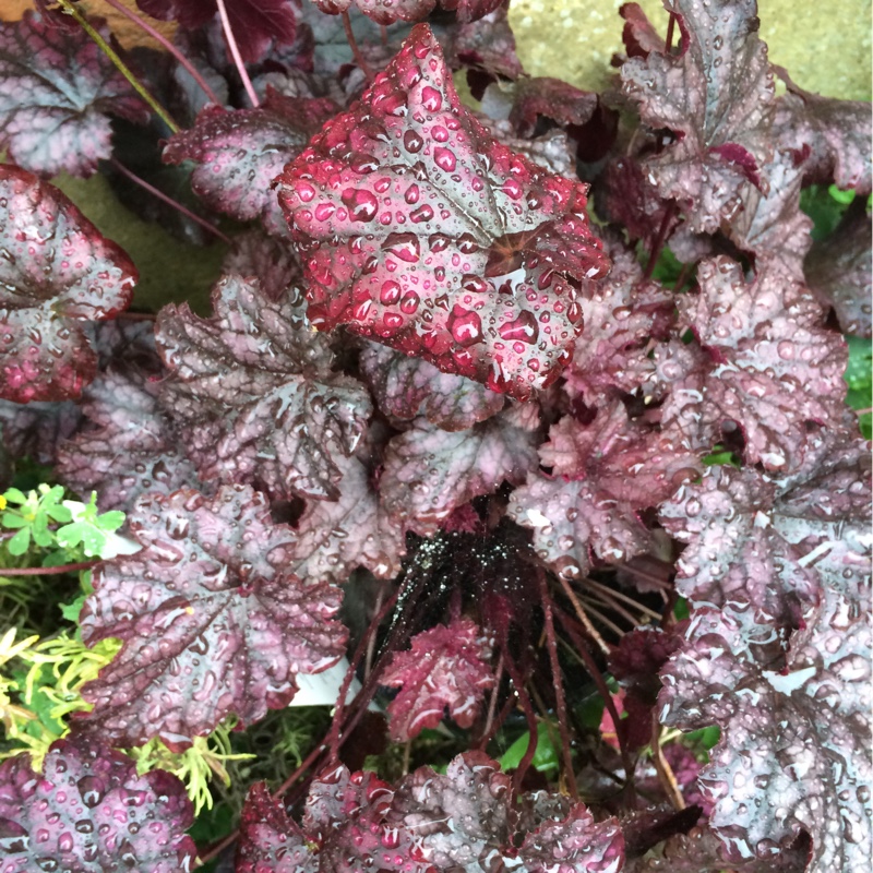 Plant image Heuchera 'Blackberry Jam'