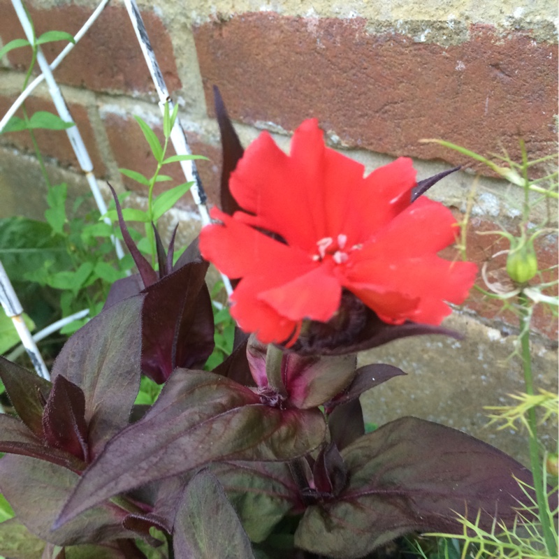 Plant image Lychnis 'Molten Lava'