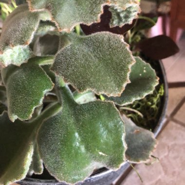 Kalanchoe Beharensis Fang