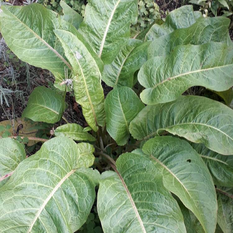 Plant image Rumex obtusifolius