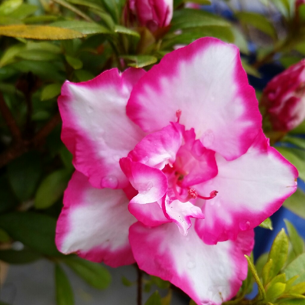 plant image 51853