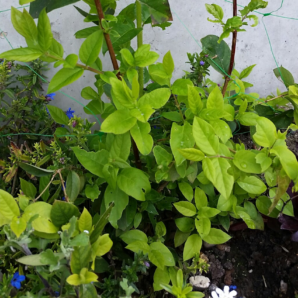 plant image 51861