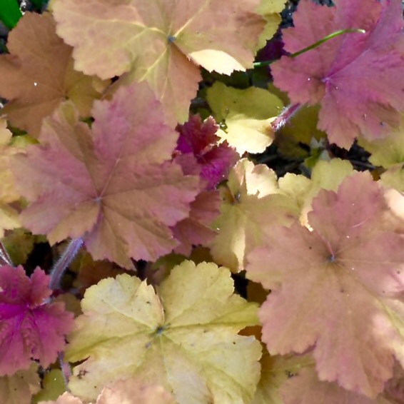 plant image 1026470
