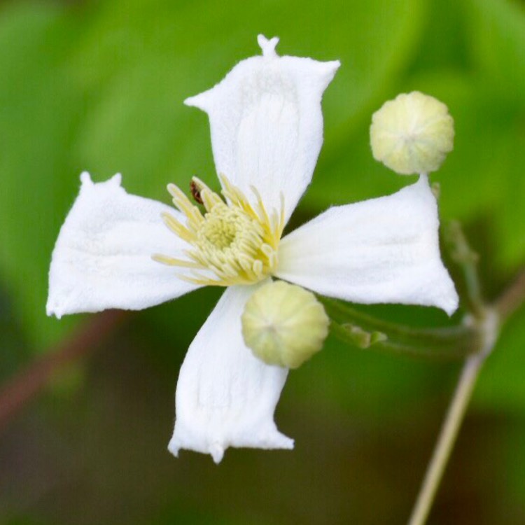 Plant image Clematis 'Paul Farges' syn. Clematis x fargesioides, Clematis 'Summer Snow'
