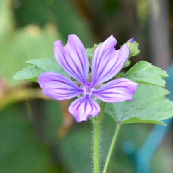 Plant image Geranium 'Philippe Vapelle'