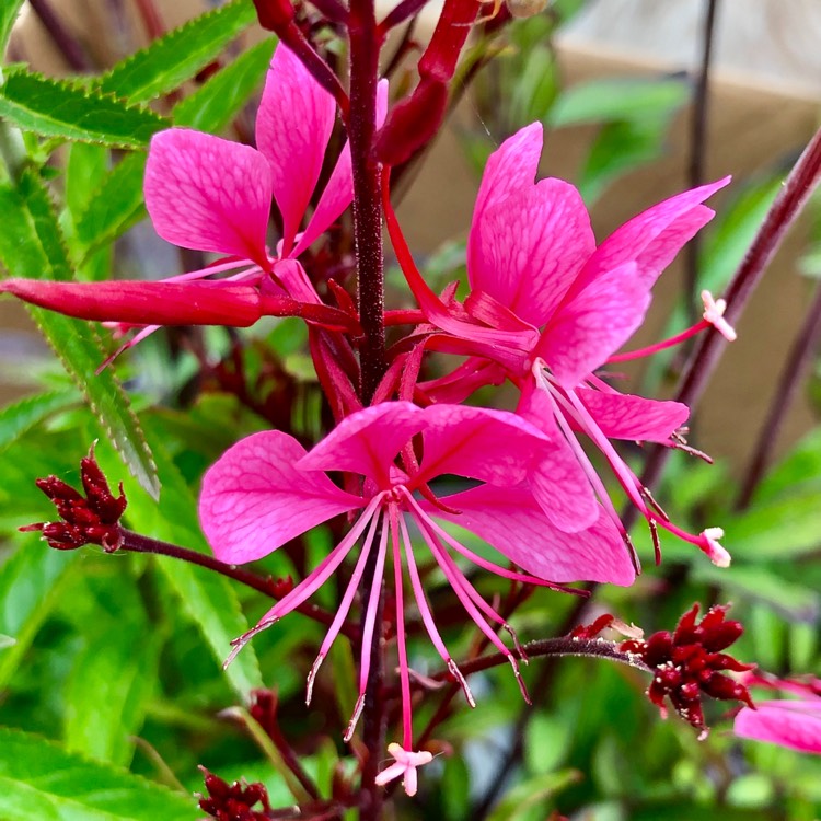 Plant image Oenothera lindheimeri 'Passionate Rainbow' syn. Gaura lindheimeri 'Passionate Rainbow'