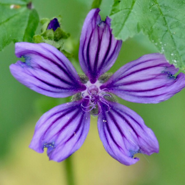 plant image 1112031
