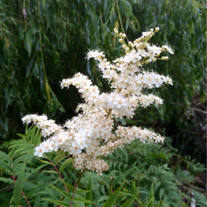 plant image 168122