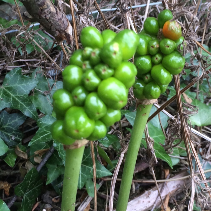 plant image 169534