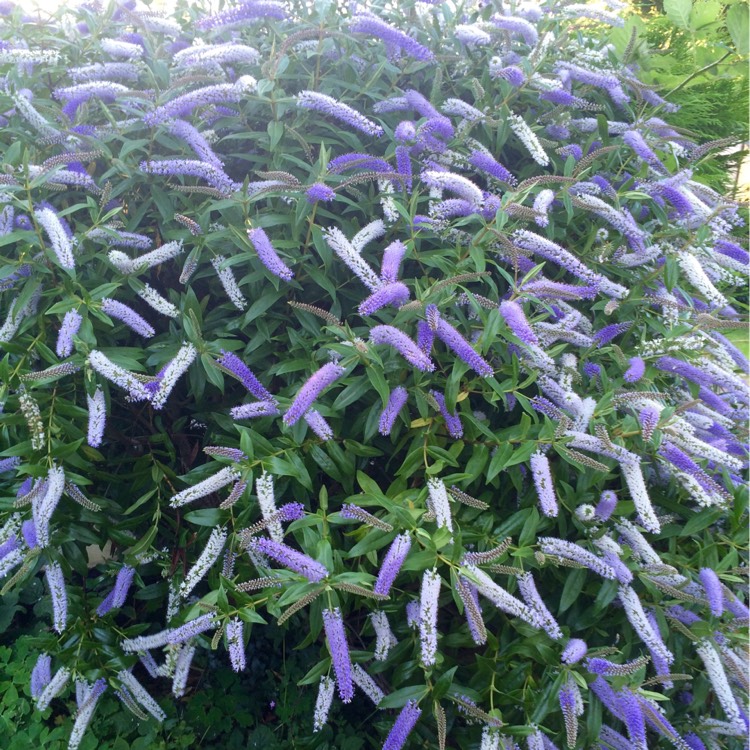 Plant image Hebe 'Midsummer Beauty'
