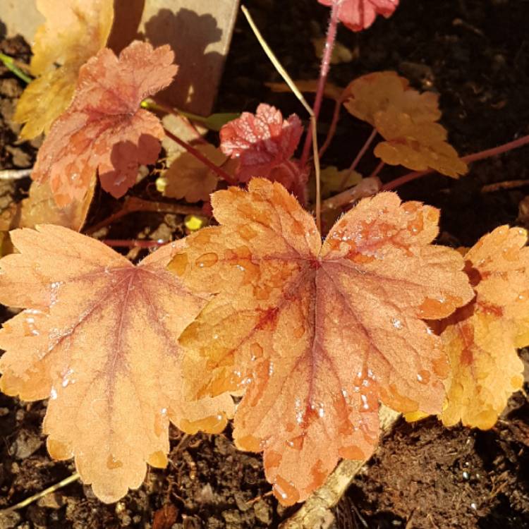plant image 379443