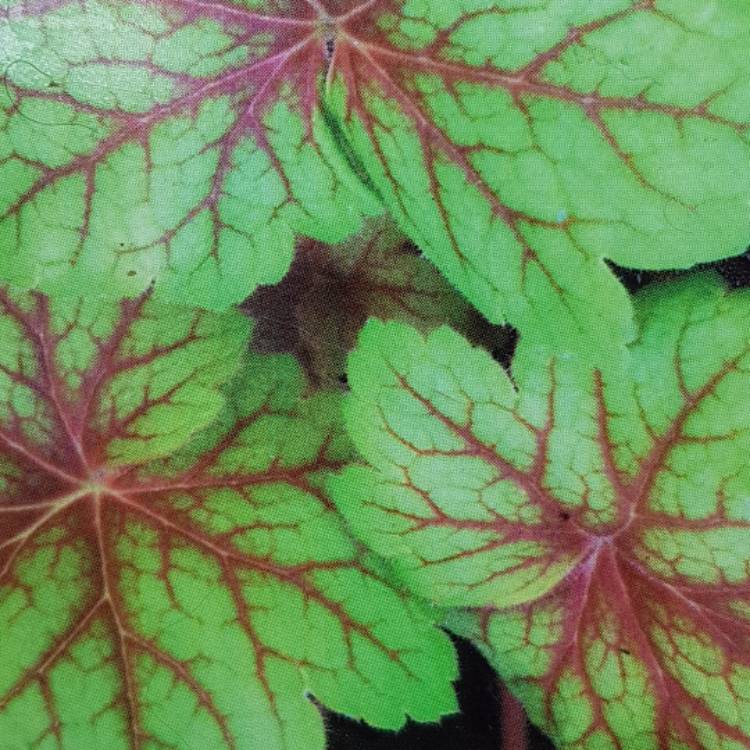 Plant image Heuchera 'Electric Lime'