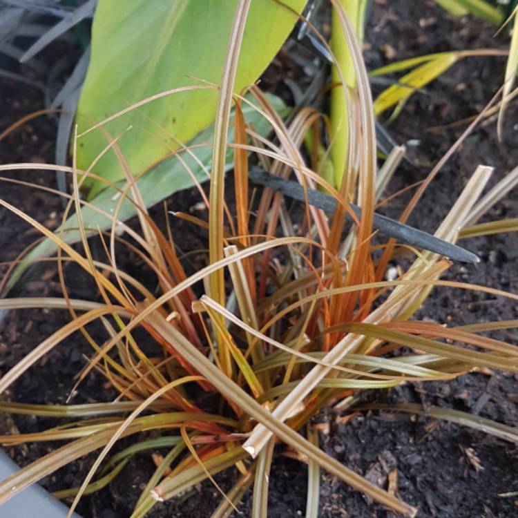Plant image Uncinia rubra