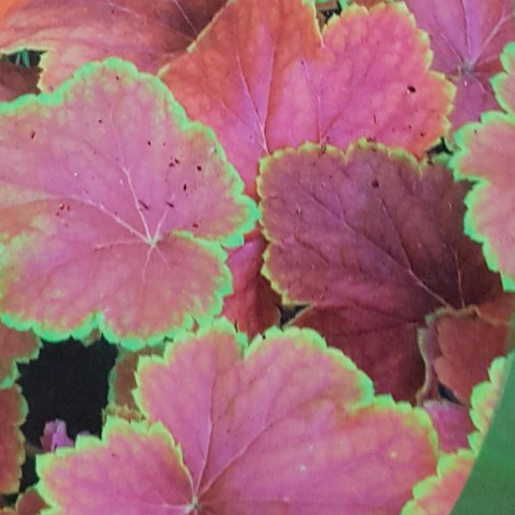 Plant image Heuchera 'Delta Dawn'
