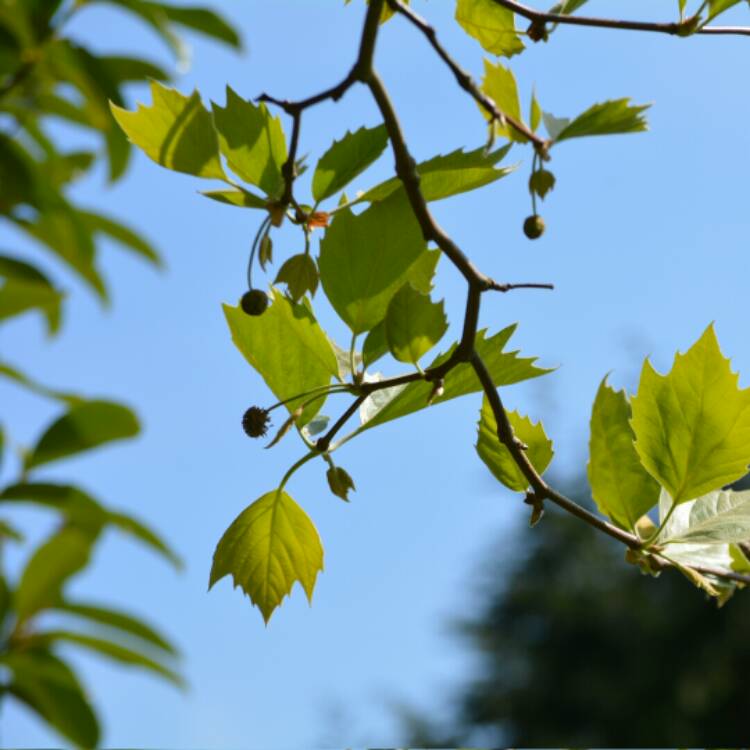 Plant image Platanus x acerifolia syn. Platanus x hispanica ; Platanus x hybrida