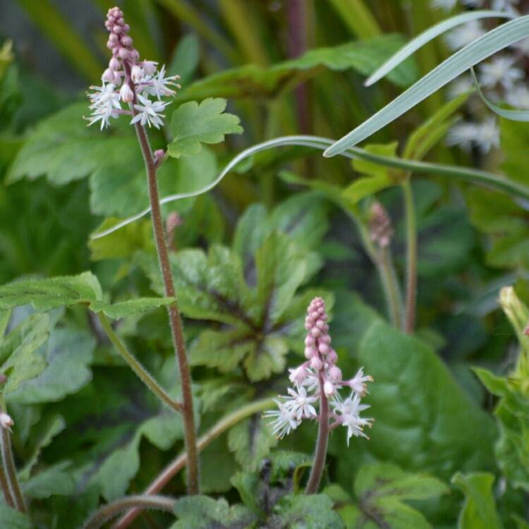 plant image 409171