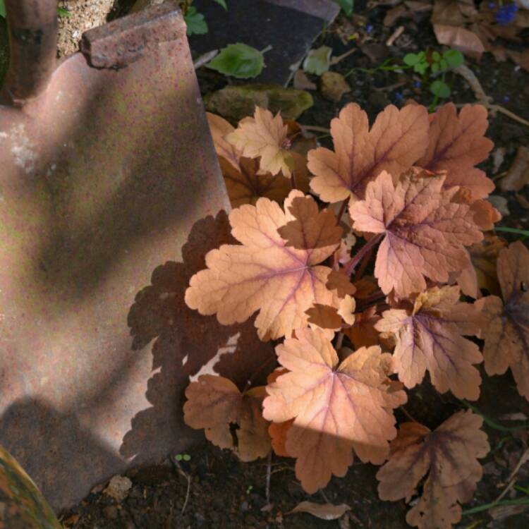 plant image 409178