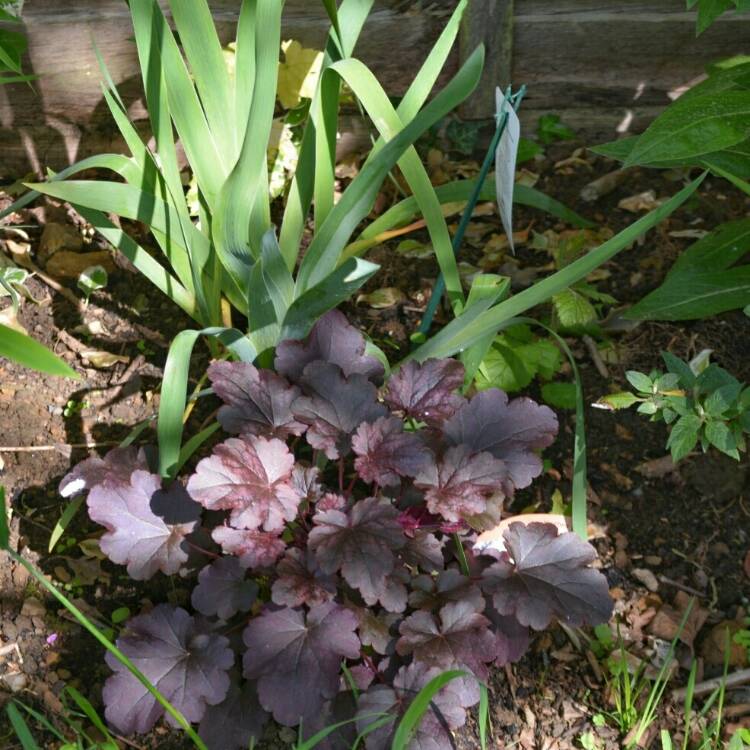 plant image 409183 plant image 409183