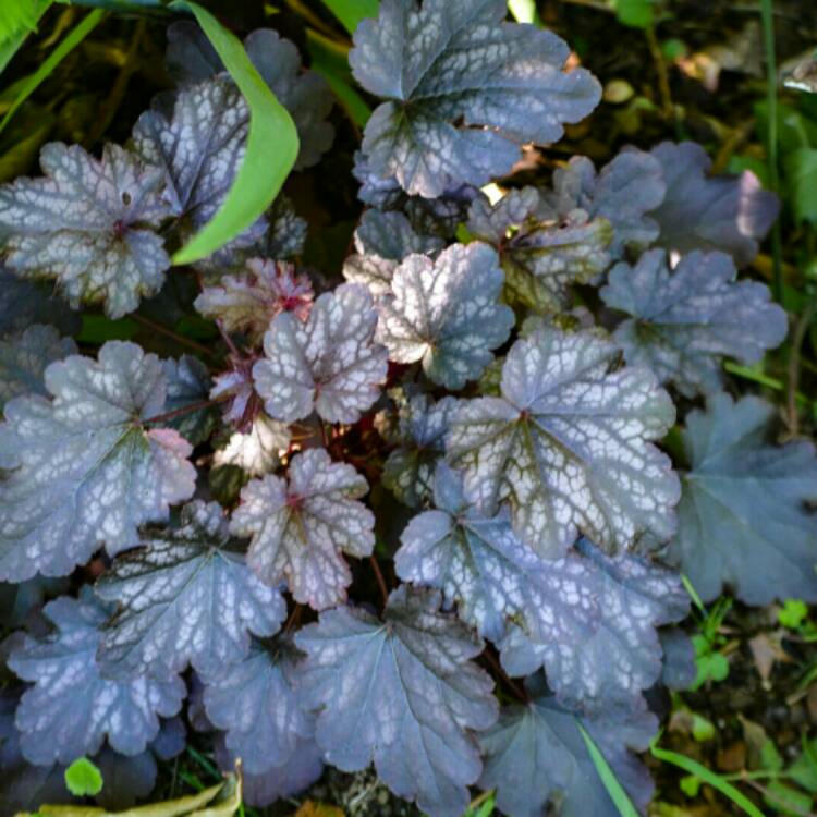 Plant image Heuchera 'Blackberry Jam'