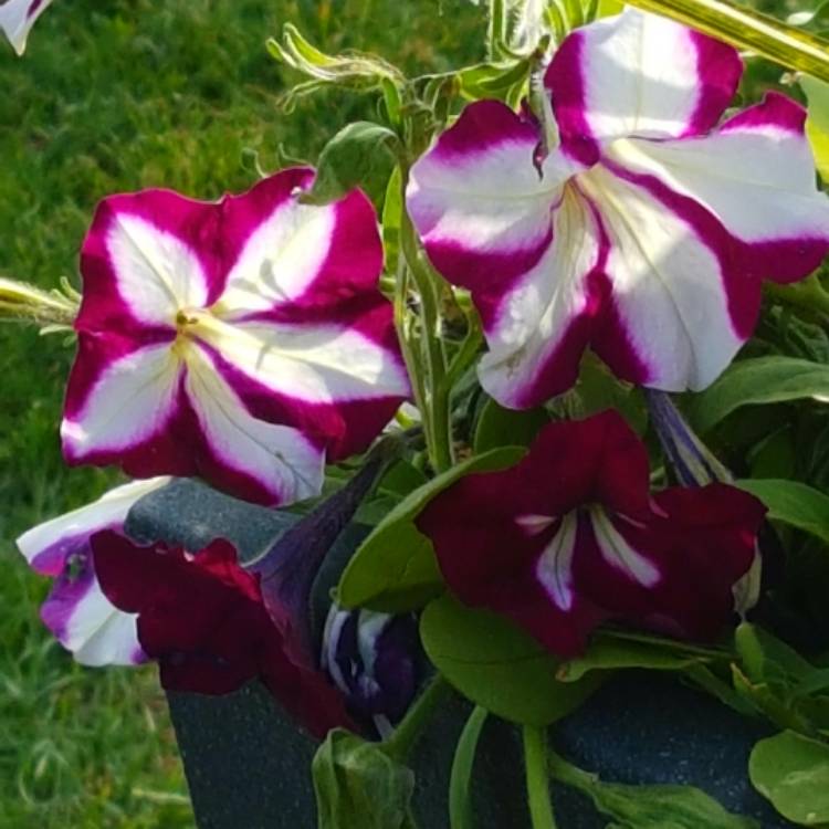 Plant image Petunia 'Star Mix' (Mix)