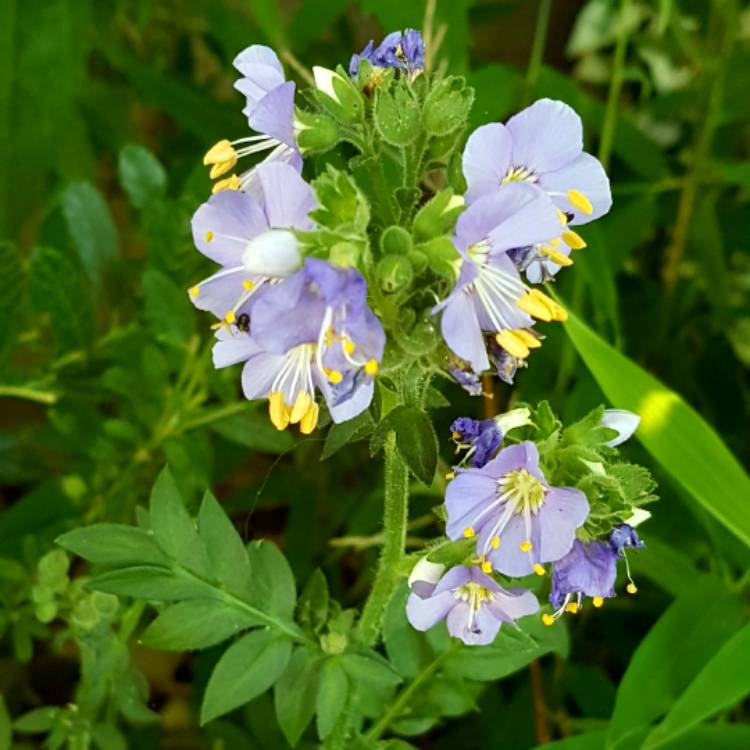 Plant image Polemonium boreale 'Heavenly Habit'