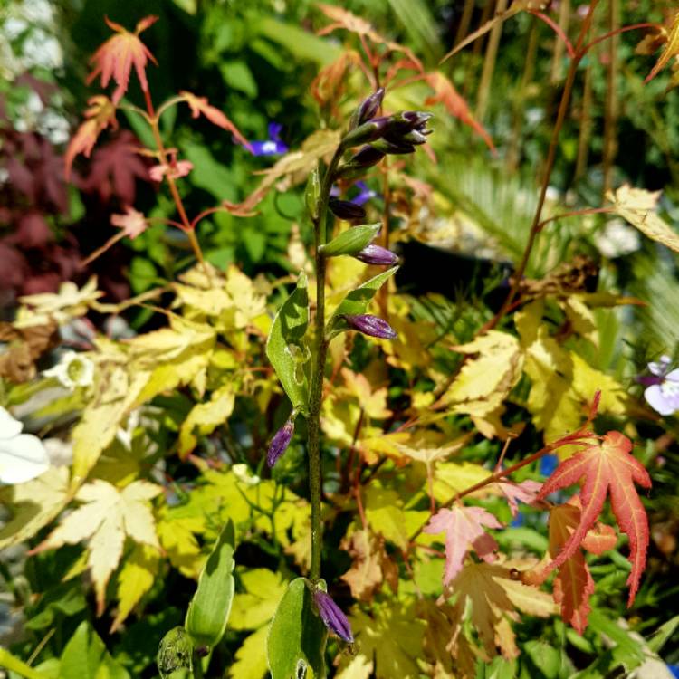 plant image 463679