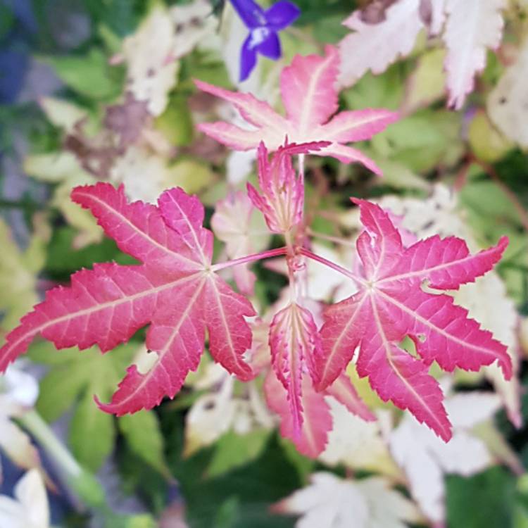 Plant image Acer Truncatum 'Norwegian Sunset'