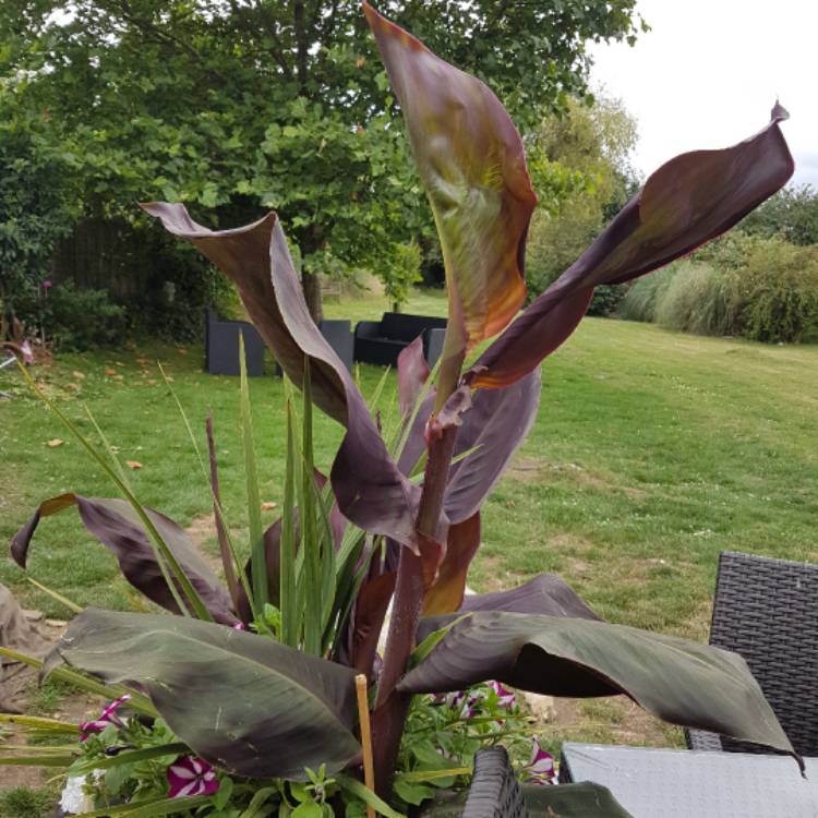 Plant image Canna 'Wyoming'