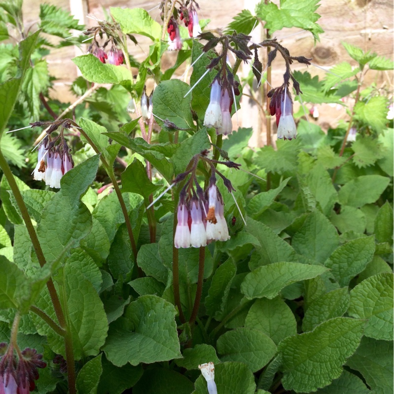 Symphytum officinale