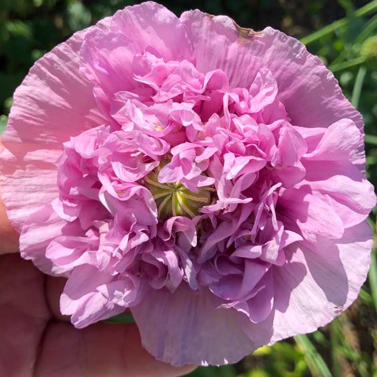 Plant image Papaver somniferum (Laciniatum Group) 'Lilac Time'
