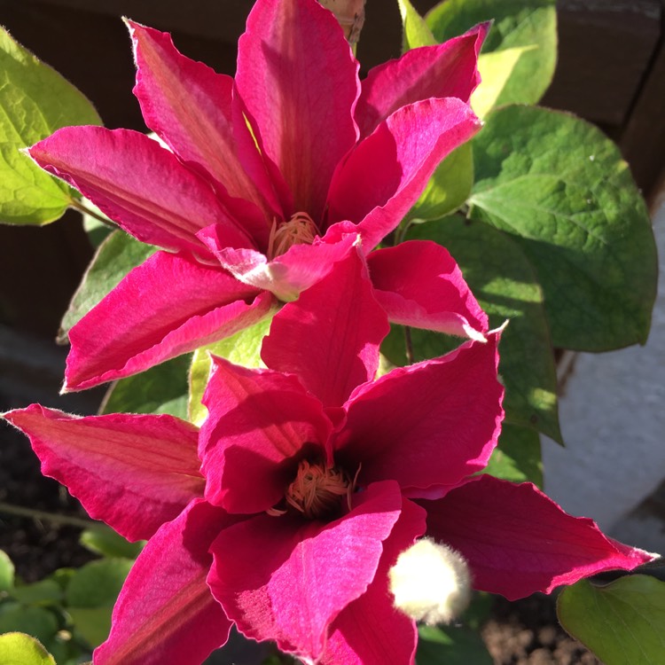 plant image 1051430