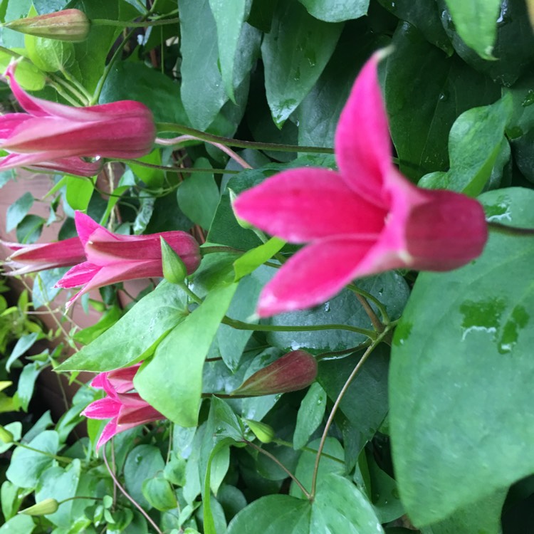 plant image 1075468