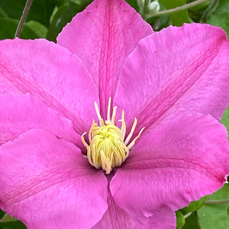 Plant image Clematis 'Alaina'