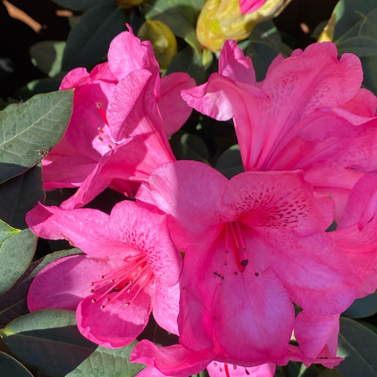 Plant image Rhododendron 'Van'