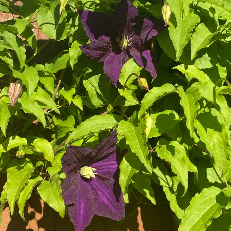 Plant image Clematis aotearoa