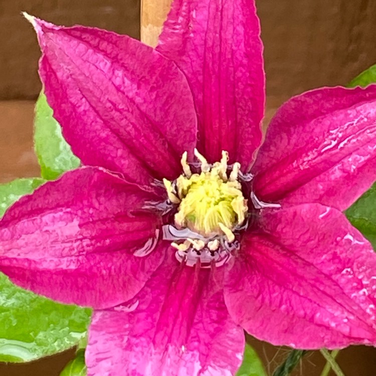 Plant image Clematis 'Evipo078' (Boulevard Series) syn. Clematis 'Acropolis'