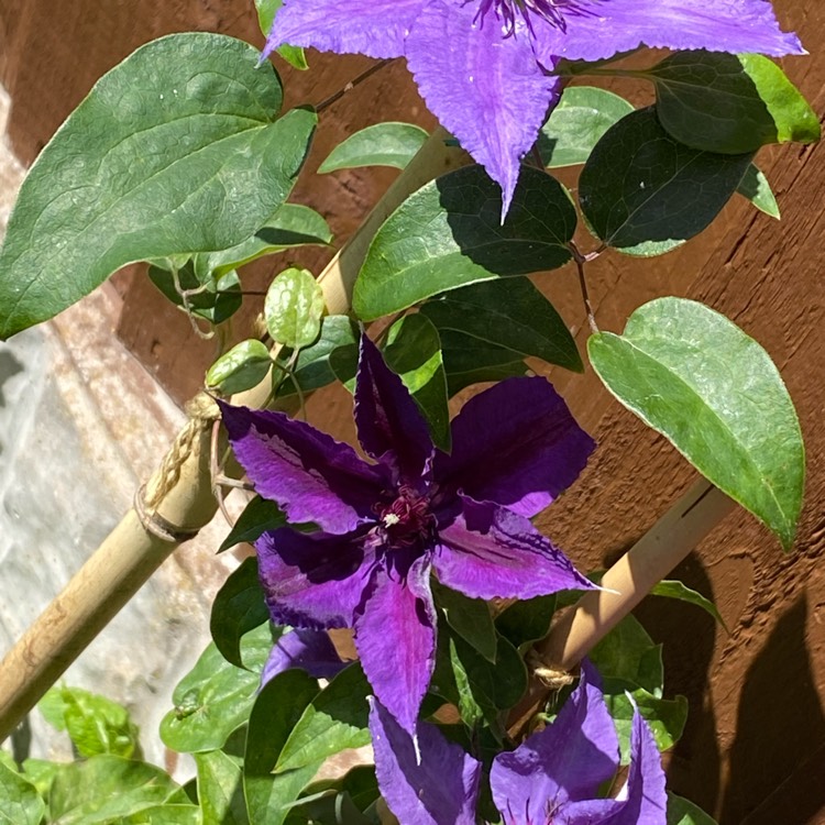 Plant image Clematis 'Edda'™ evipo074