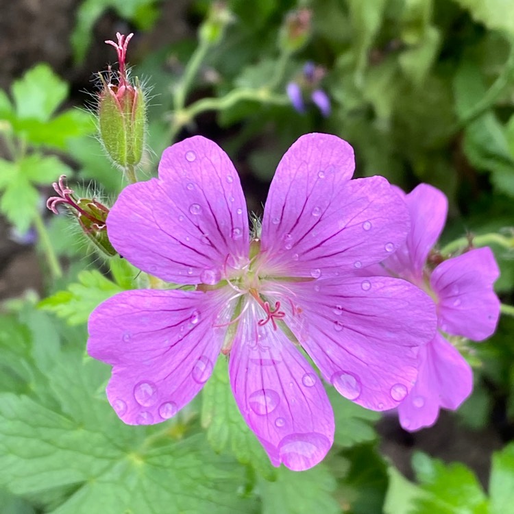 Plant image Geranium gracile 'Sirak'
